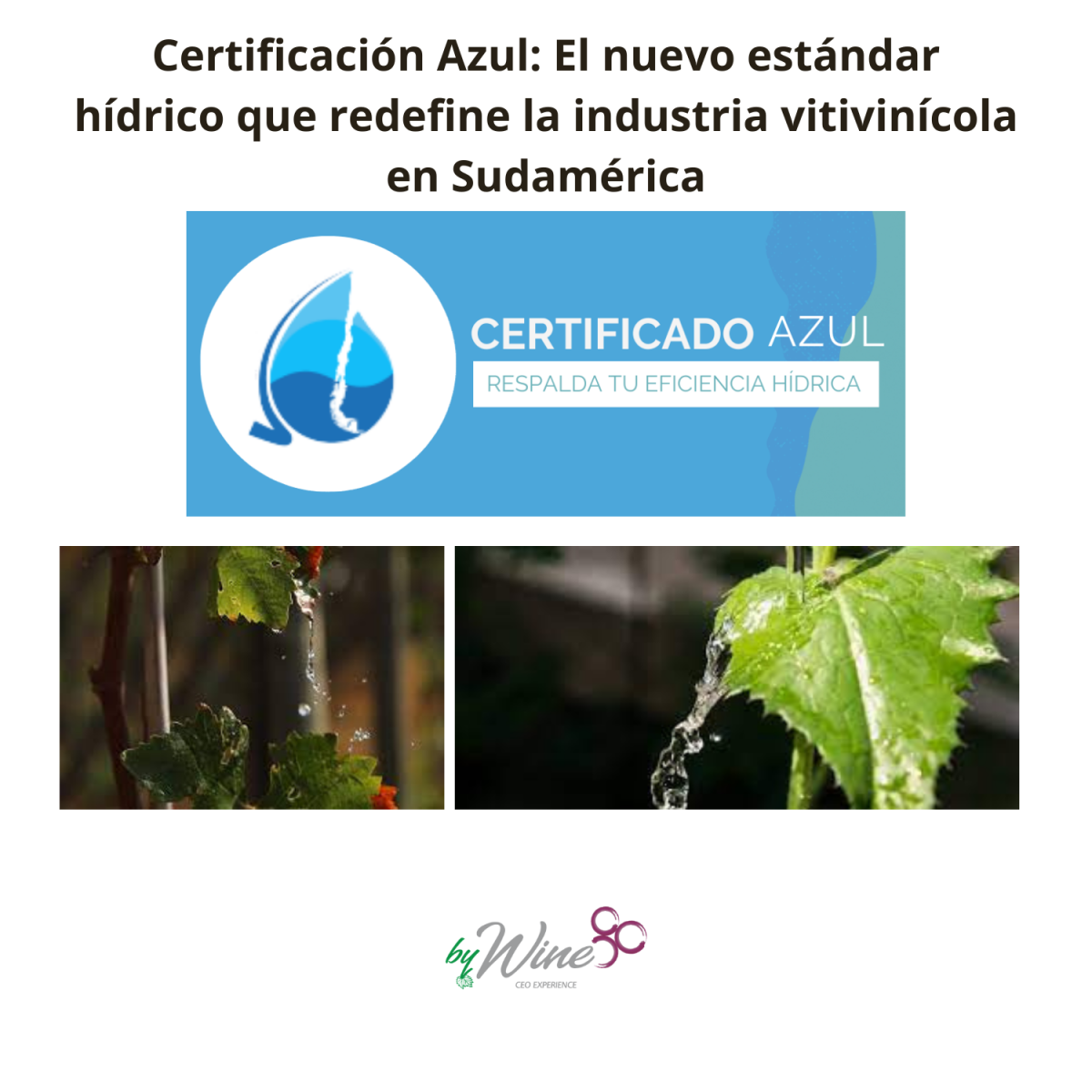 El nuevo estándar hídrico que redefine la industria vitivinícola en Sudamérica 